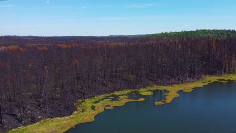 Remnant-trees-of-forest-fire-reaching-lake-edge,-Lebel-Sur-Quévillon,-Québec,-Canada