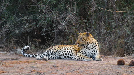 Afrikanischer-Leopard-Ruht-Auf-Dem-Boden-Und-Blickt-In-Die-Ferne-In-Die-Savanne