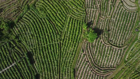 Luftaufnahme-Von-Oben,-Die-Komplexe-Texturdetails-Inmitten-Einer-Lebendigen-Reisfeldkulisse-In-Sidemen,-Bali,-Indonesien-Erfasst