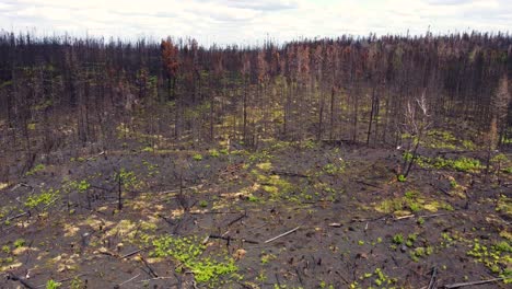 Black-dead-vegetation-after-forest-fire,-green-fresh-bushes,-Aerial