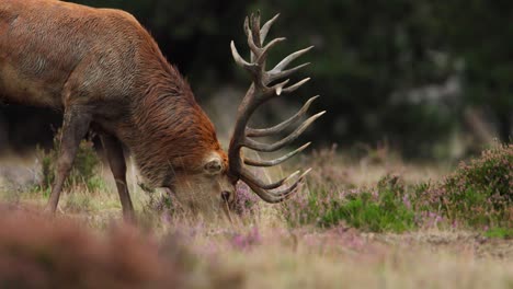 Red-Deer-with-Large-Antlers-Grazing,-CInematic-Shallow-Depth-of-Field-Close-up,-Forest,-Netherlands,-Rare
