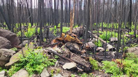 Green-Shoots-Pushing-Through-After-Destructive-Wildfires,-Sudbury-Ontario