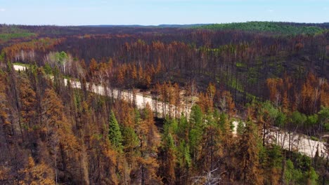 Destroyed-landscape-after-wild-forest-fire,-recovery-after-a-natural-disaster,-aerial-flyover