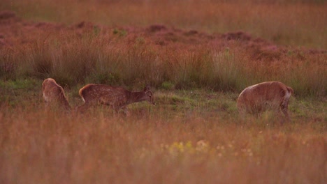 Playful-red-deer-hinds-wallowing-in-meadow-in-early-morning,-Hoge-Veluwe