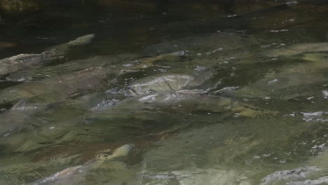 Laichender-Kumpellachs,-Der-Flussaufwärts-In-Einem-Fluss-An-Der-Pazifikküste-Kanadas-Schwimmt