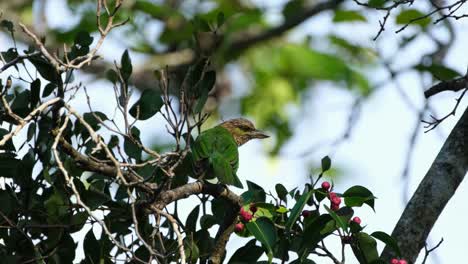 Facing-to-the-right-perched-withi-the-foliage-of-a-fruiting-tree,-Green-eared-Barbet-Megalaima-faiostricta,-Thailand