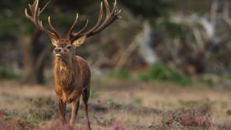 Red-deer-in-the-Hoge-Veluwe-National-Park,-The-Netherlands,-Closeup