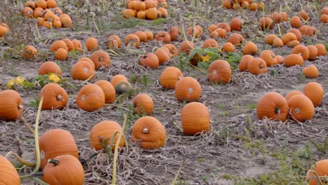 panning-short-of-medium-size-pumpkins-in-a-farmers-field