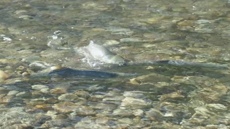 Two-male-Chum-salmon-fighting-for-spawning-grounds-in-a-shallow-stream-in-British-Columbia,-Canada
