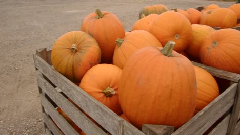 Panning-pan-shot-of-pumpkins-in-wooden-crate-in-farmyard-setting