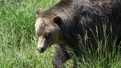 Close-Up-Of-Grizzly-Bear-Walking-Through-Tall-Green-Grass
