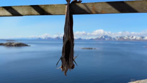 Paar-Trockenfische,-Die-Im-Wind-Hängen,-Um-Auf-Den-Lofoten-Inseln-In-Henningsvær-Zu-Trocknen