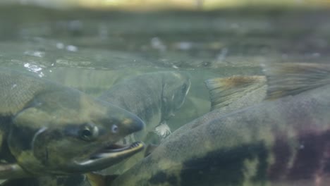 Chum-Salmon-in-a-shallow-stream-in-the-Pacific-Northwest,-British-Columbia,-Canada