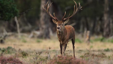 Male-red-Deer-during-rutting-season-establishing-dominance-in-his-habitat-at-forest