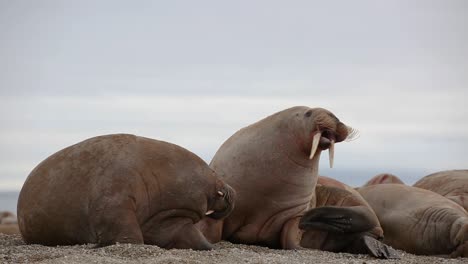 Close-up-of-two-walruses,-one-sleeping,-one-scratching-bacteria-off-his-skin,-on-a-beach-along-the-northern-coastline-of-Svalbard-during-a-boat-expedition