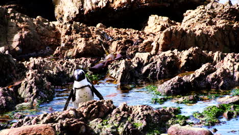 African-penguin-struggles-over-jagged-rocky-coastline,-splashes-into-rock-pool