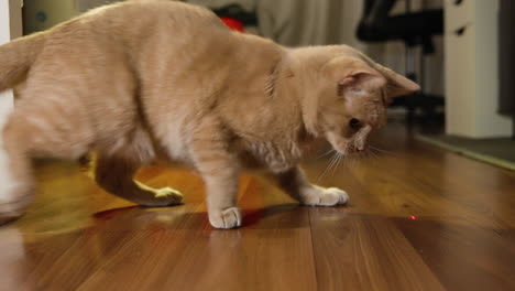 Die-Katze-Erscheint-Von-Der-Linken-Seite-Des-Rahmens-Und-Legt-Ihre-Pfoten-Auf-Einen-Roten-Punkt-Auf-Dem-Holzboden