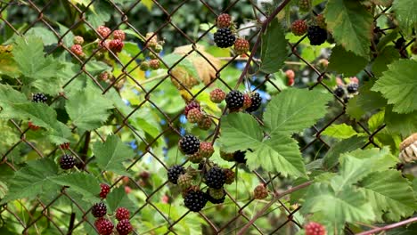 Blackberry-bush-with-ripe-and-unripe-fruit-growing-in-garden-on-fence,-tilt-up