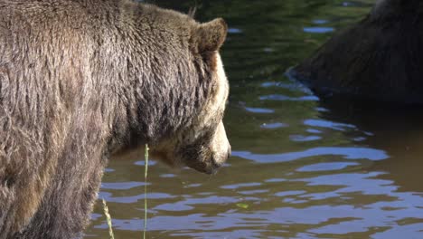 Grizzly-Bear-Drinking-Water-From-A-Pond-In-The-Forest---close-up