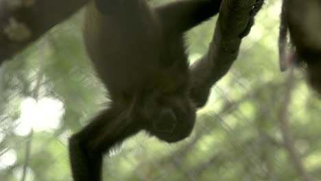 Schwenkaufnahme-Eines-Affen,-Der-über-Die-Äste-Springt