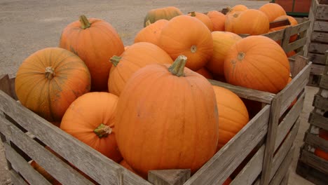 shot-of-pumpkins-in-wooden-crate-in-farmyard-setting