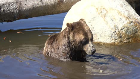 Grizzly-Bear-Immersed-In-Water-On-A-Sunny-Day