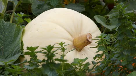 Close-up-shot-of-a-white-pumpkin-growing-in-a-field