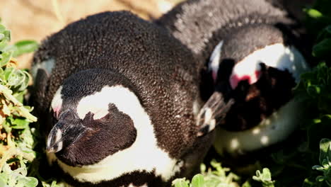 Cute-pair-of-African-penguins-napping-together-in-coastal-vegetation,-close-up