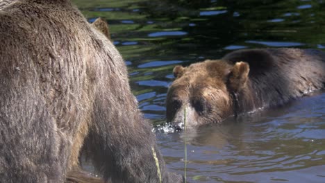 Furry-Coated-Grizzly-Bears-In-The-Lake