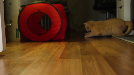Cat-quickly-leaps-swaying-and-swiping-side-to-side-tracking-to-follow-red-dot-in-game