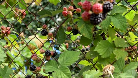 Colorful-garden-with-blackberry-fruit-growing-on-wire-mesh-fence,-panning-shot