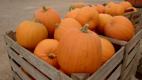 Adding-a-pumpkin-in-to-a-wooden-crate-in-farmyard-setting