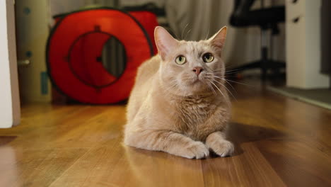 Beautiful-tan-and-white-fur-cat-sits-on-hardwood-floor-staring-gazing-around-room