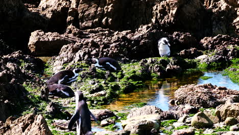 Waddle-of-Cape-penguins-sunbathing-on-jagged-coastal-rocks,-telephoto-view
