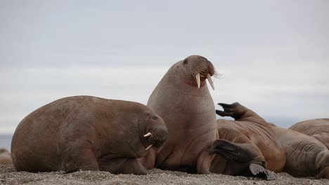 Close-up-of-three-walruses-scratching-their-skin-with-their-flippers-while-laying-on-a-beach-in-the-Arctic-Sea-along-the-northern-coast-of-the-Svalbard-Archipelago