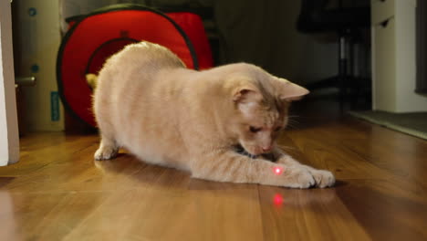 Brown-ginger-cat-emerges-from-dark-room-chasing-laser-pointer-in-home