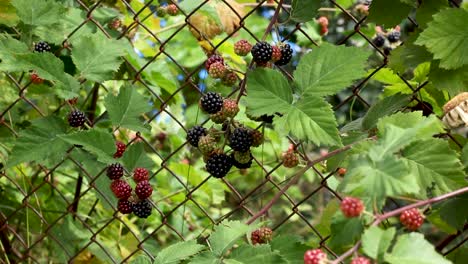 Garden-with-ripe-and-unripe-blackberries-growing-on-wire-mesh-fence,-tilt-down