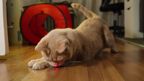 Katze-Springt-Mit-Gewölbtem-Rücken-Und-Erhobenem-Schwanz-Hin-Und-Her-Und-Versucht,-Den-Laserpointerpunkt-Zu-Fangen