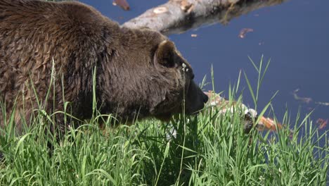 Huge-Canadian-Grizzly-Bear-Is-Going-Towards-Calm-Lake-On-A-Sunny-Day