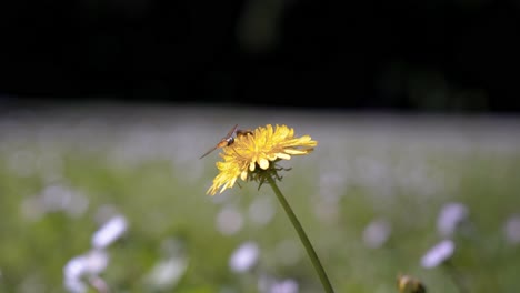 A-bee-collects-nectar-from-a-yellow-daisy-in-a-flower-field