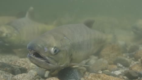 Female-Chum-Salmon-displaying-spawning-colouration-in-a-shallow-river-in-Canada