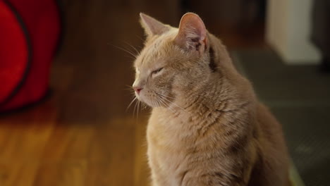 Mittlere-Profilansicht-Einer-Schönen-Braunen-Katze-Mit-Weißen-Schnurrhaaren-Im-Heimbüro