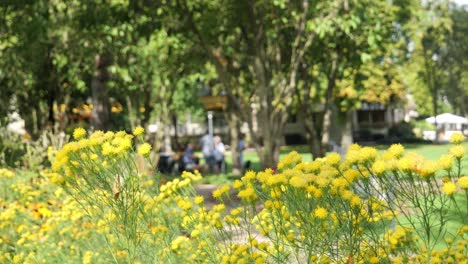 Marigold-Flowers-Gently-Swaying-in-the-Wind-at-a-City-Park-and-People-in-the-Background-Enjoying-the-Beautiful-Sunny-Day