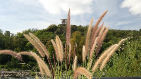 Pennisetum-Gras,-Das-Sich-Sanft-Im-Wind-Wiegt,-Mit-Einem-Fluss-Und-Einem-Berg-Mit-Aussichtspunkt-Im-Hintergrund