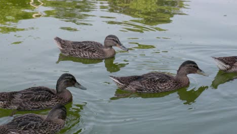 Females-of-Mallard-or-wild-duck-paddling-on-a-pond