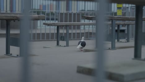 Pigeon-walks-about-between-benches-at-a-seaside-tower
