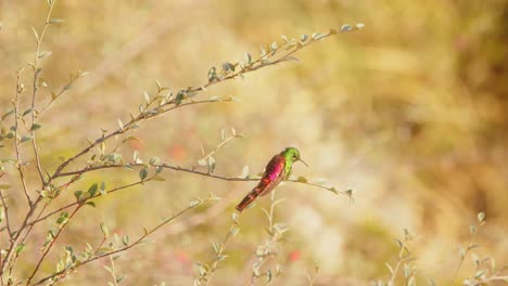 Closeup-of-a-Red-Tailed-Comet-Humming-Bird-Flying-from-its-perch-and-landing-back-on-it-with-a-hover-in-between