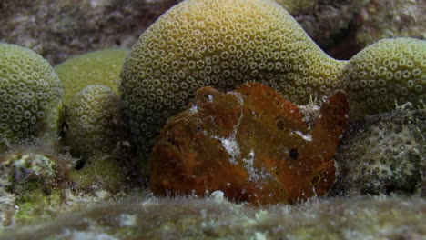A-red-frogfish-is-waiting-behind-healthy-coral-in-the-caribbean-sea-for-his-prey