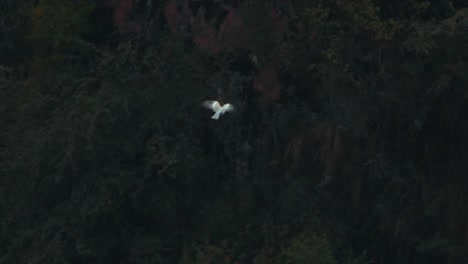 Dove-Flying-across-the-canyon-below-in-slow-motion-,-tracking-shot
