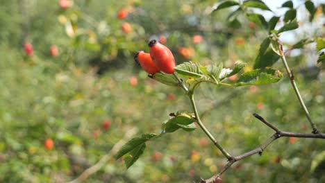 Red-Wild-Rose-Hips-on-a-Bush-Gently-Swaying-in-the-Wind-on-a-Sunny-Day